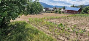 Teren intravilan cu priveliște spre lac – Plopușor, Alexandru cel Bun, 1450 mp