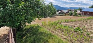 Teren intravilan cu priveliște spre lac – Plopușor, Alexandru cel Bun, 1450 mp