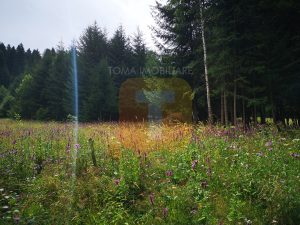 Teren intravilan, 5000 mp, Durău, com. Ceahlău