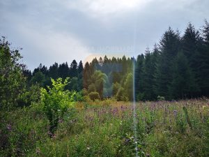 Teren intravilan, 5000 mp, Durău, com. Ceahlău