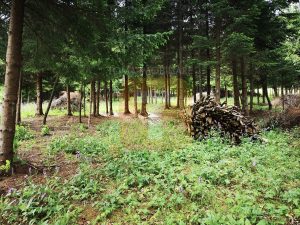 Teren intravilan, 5000 mp, Durău, com. Ceahlău