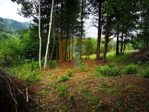 Teren intravilan, 5000 mp, Durău, com. Ceahlău
