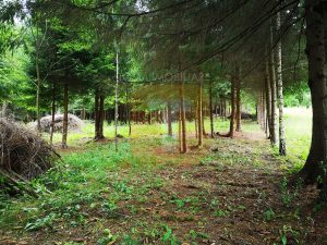 Teren intravilan, 5000 mp, Durău, com. Ceahlău