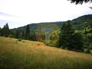 Teren intravilan, 5000 mp, Durău, com. Ceahlău