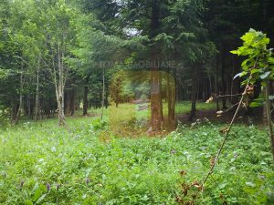 Teren intravilan, 5000 mp, Durău, com. Ceahlău