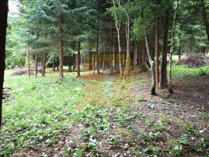 Teren intravilan, 5000 mp, Durău, com. Ceahlău