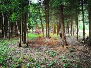Teren intravilan, 5000 mp, Durău, com. Ceahlău