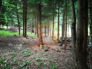 Teren intravilan, 5000 mp, Durău, com. Ceahlău