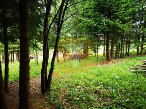 Teren intravilan, 5000 mp, Durău, com. Ceahlău