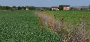Teren intravilan de 18.700 mp – Comuna Timișești, județul Neamț