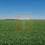 Teren intravilan de 18.700 mp – Comuna Timișești, județul Neamț