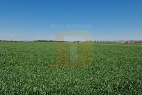 Teren intravilan de 18.700 mp – Comuna Timișești, județul Neamț