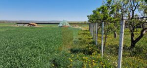 Teren intravilan de 18.700 mp – Comuna Timișești, județul Neamț