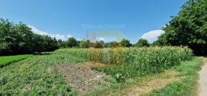 Teren intravilan 4133 mp Boțești Girov