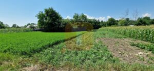 Teren intravilan 4133 mp Boțești Girov