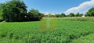 Teren intravilan 4133 mp Boțești Girov